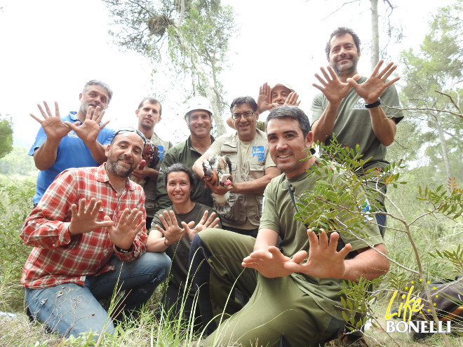 Equipo de LIFE Bonelli en Mallorca, con los últimos pollos nacidos del proyecto bajo el paraguas de la mariposa de la Red Natura 2000. Miembros del Cofib, GREFA, Agentes Medio Ambientales de Mallorca, técnicos del Gobern Balear, el MAGRAMA y voluntarios han participado en este marcaje.