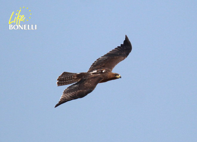 Espectacular estampa de "Dueña" en vuelo, con el emisor visible al dorso. Foto: Juan Jaramillo.