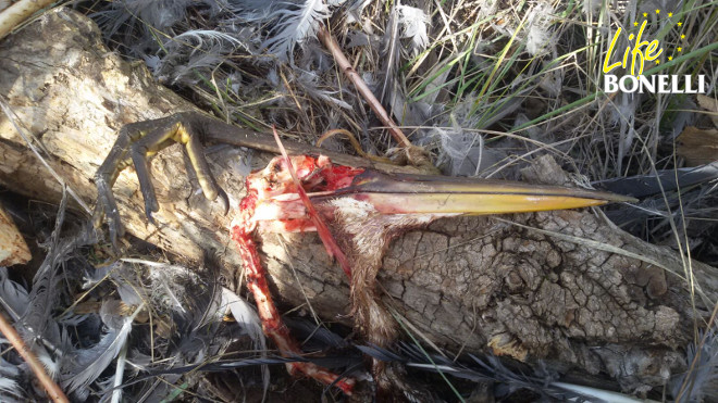 Restos de la garza real depredada por "Dueña", entre los que se puede apreciar el largo y poderoso pico de la presa. Foto: Juan Jarammillo.