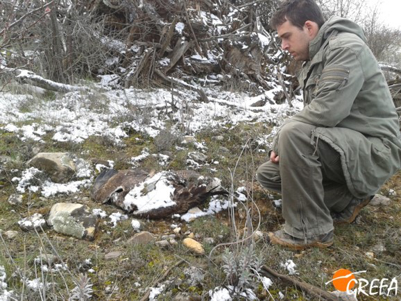 Un miembro de GREFA examina los restos del águila de Bonelli "Perdizuela".