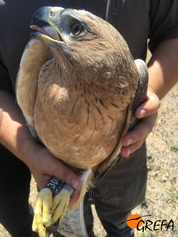 Águila perdicera o de Bonelli liberada en 2016 en la Comunidad de Madrid.