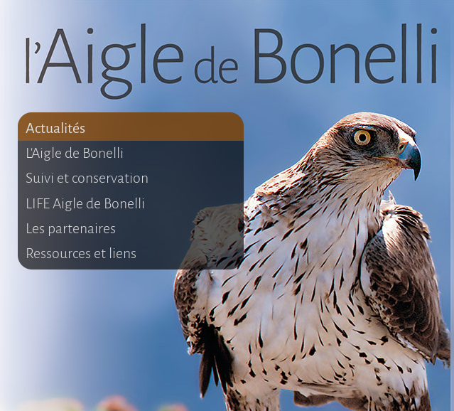 aigle de bonelli
