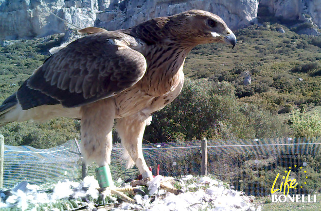 Arrangoiti, águila de Bonelli