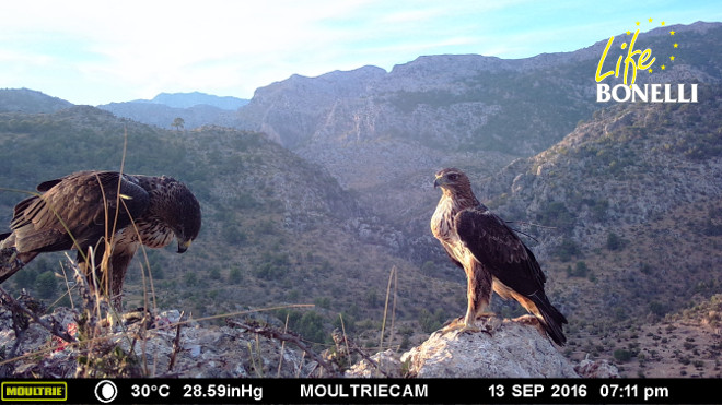 Imagen de fototrampeo de "Darwin" y "Dalía", realizada en septiembre de 2016.