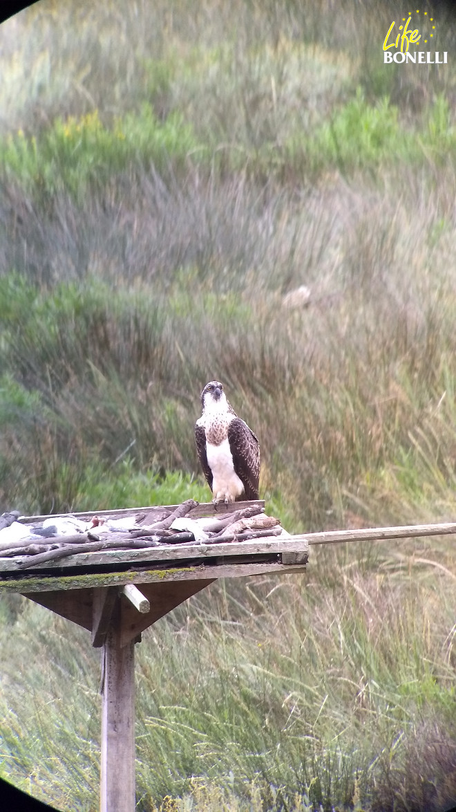Águila pescadora liberada durante 2017 en Urdaibai (Bizkaia) en una plataforma de alimentación.