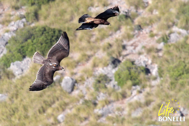 Dos de las águilas de Bonelli mallorquinas: “Fartàritx” (a la que se le aprecia el emisor en la espalda) y “Formentor”, volando en el territorio antes de su dispersión. Ambos son hijos de “Bell” y “Vent”, la pareja más veterana del LIFE Bonelli en Mallorca. Foto: Maties Rebassa.