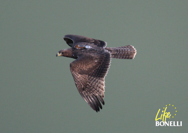 El águila de Bonelli "Dueña", durante sus primeros vuelos en 2015. Foto: Juan Jaramillo