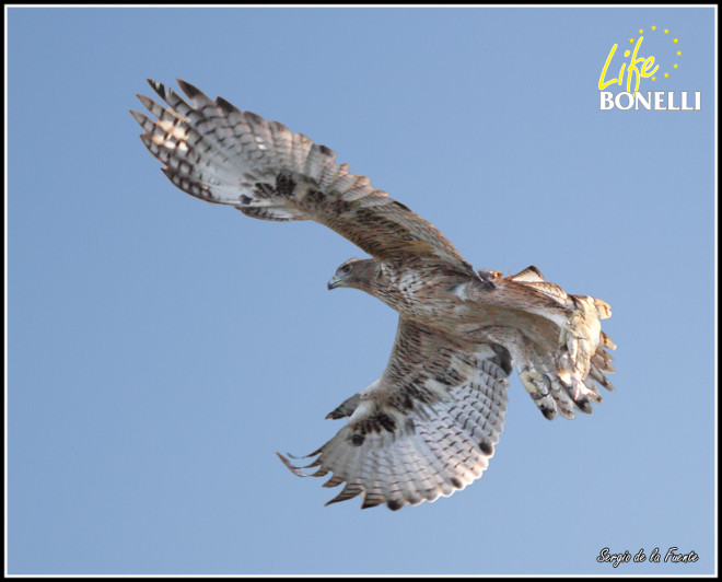 El águila de Bonelli “Bélmez", a punto de posarse (foto: Sergio de la Fuente).