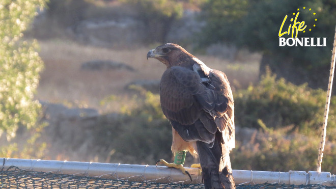 El águila de Bonelli "Aldáyar", momentos antes de dar su primer vuelo en el exterior. 