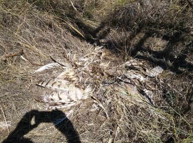 Restos de uno de los búhos reales encontrados bajo un tendido de la provincia de Toledo inspeccionado por LIFE Bonelli.