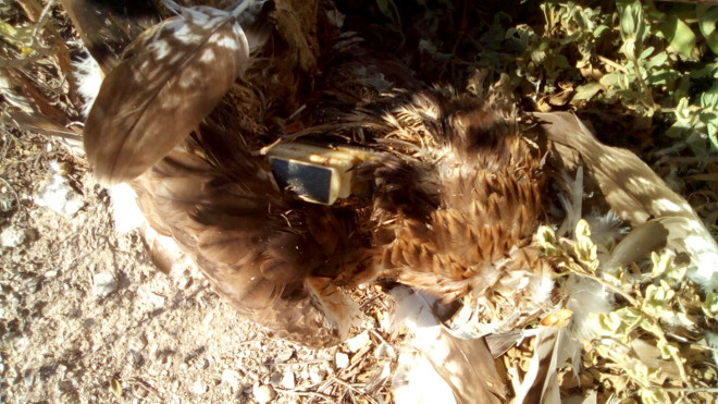 Cádaver del águila de Bonelli "Alcazaba", con su emisor visible.