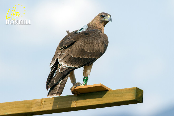 Aguila de Bonelli reintroducida por LIFE Bonelli, con su emisor GPS al dorso. Foto: Sergio de la Fuente.