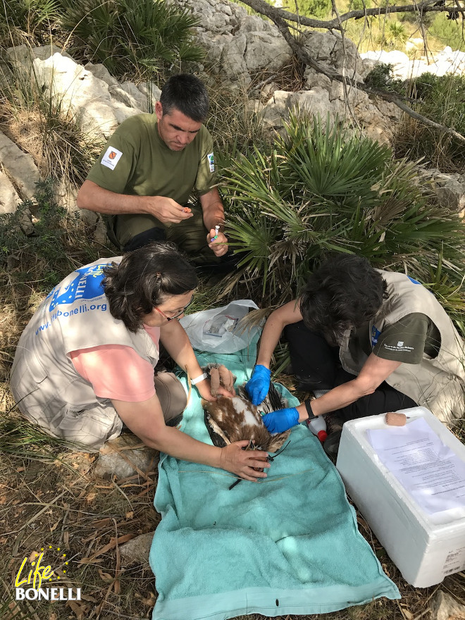 Toma de muestras biológicas al águila de Bonelli "Gorg" por parte del equipo del COFIB e IBANAT (Foto: Ernesto Álvarez).