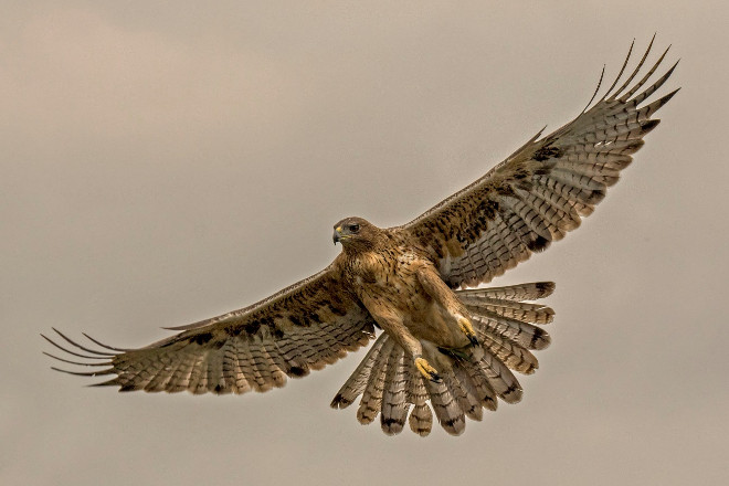 Águila perdicera o de Bonelli liberada en la Sierra Oeste madrileña. Foto: Alberto Álvarez.