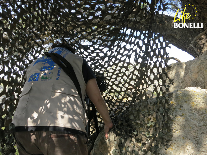 Carlota Viada, directora técnica de LIFE Bonelli en Mallorca, durante el seguimiento de un territorio de cría de águila de Bonelli.