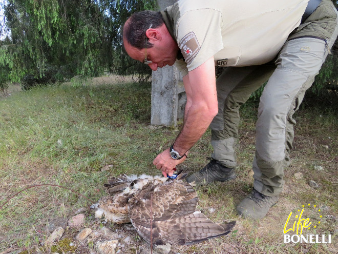 Un Agente Forestal de la Comunidad de Madrid realiza el levantamiento del cadáver de "Bedmar".