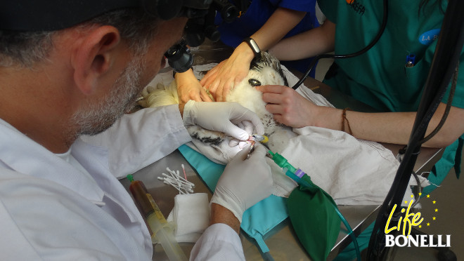 Invervención al águila de Bonelli con tricomonas en el hospital de fauna de GREFA.