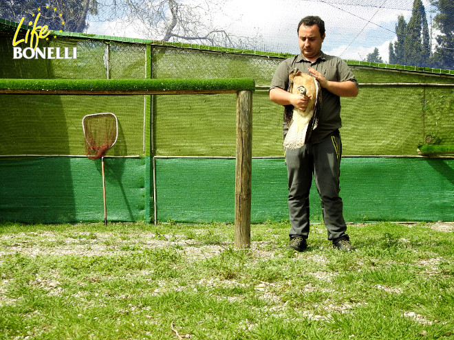 El águila de Bonelli "Gandía" con su cuidador en el Centro de Recuperación de Fauna "La Granja", en El Saler (Valencia).