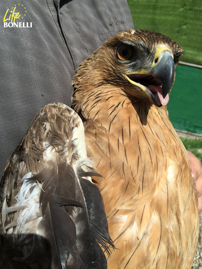 El águila de Bonelli "Gandía" con su cuidador en el Centro de Recuperación de Fauna "La Granja", en El Saler (Valencia).