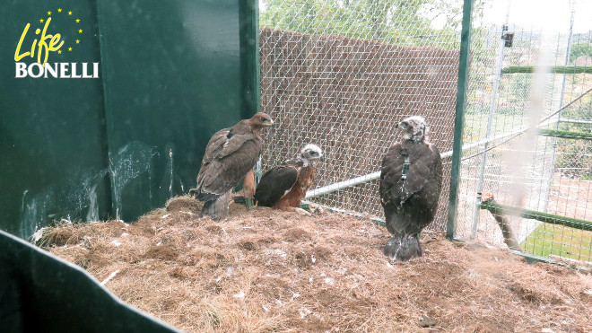 Los pollos de águila de Bonelli "Alameda", "Machota" y "Alcaudete" descansan en su jaula-hacking de la Sierra Oeste de Madrid