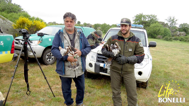 Los pollos de águila de Bonelli "Alameda" y "Machota", antes de ser introducidos en la jaula-hacking.