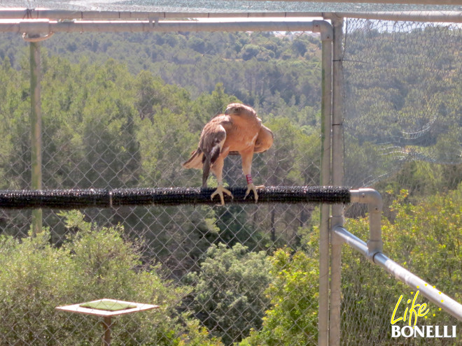 El águila de Bonelli "Gandía" dentro de la instalación de aclimatación existente en la zona de liberación de la especie en Mallorca. Foto: Carlota Viada.