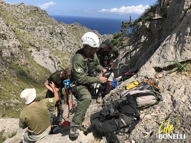 Preparativos para descender por el cortado donde está el nido de la pareja de águilas de Bonelli "Bel" y "Vent".