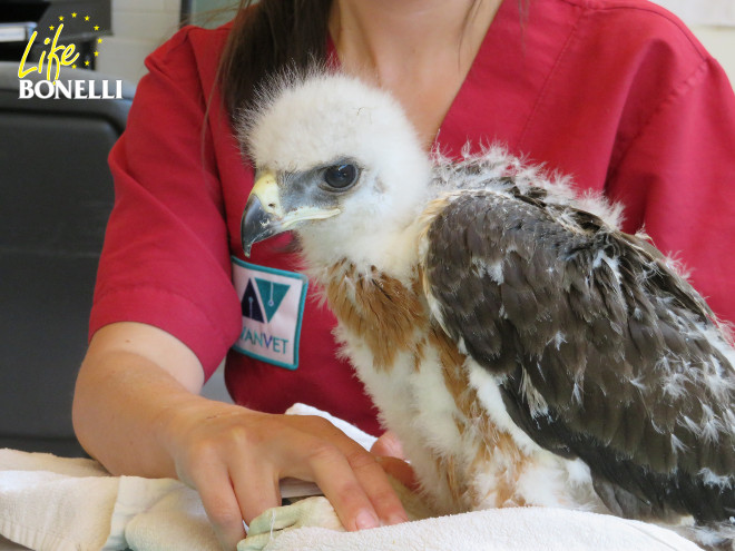 Revisión en GREFA de uno de los pollos de águila de Bonelli criados en Vendée (Francia).