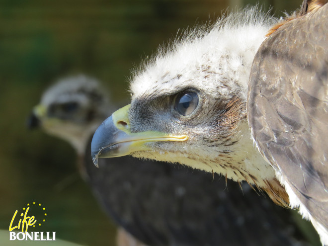 Primer plano de un pollo de águila de Bonelli criado en cautividad para el proyecto LIFE Bonelli.