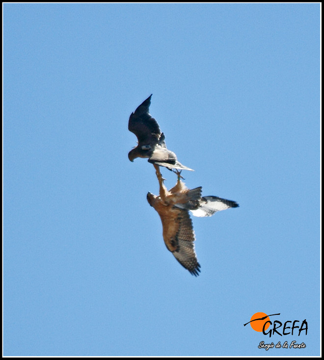 Life Bonelli - Así aprenden a volar las águilas liberadas por LIFE Bonelli