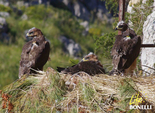 Tres de los pollos de águila de Bonelli destinados a ser liberados en Mallorca, con sus emisores visibles al dorso de estas aves. Foto: Bartomeu Bosch.