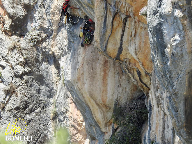 Dos escaladores extraen un pollo de águila de Bonelli nacido en libertad en Mallorca para su marcaje con emisor. Foto: Ernesto Álvarez/GREFA - LIFE Bonelli.