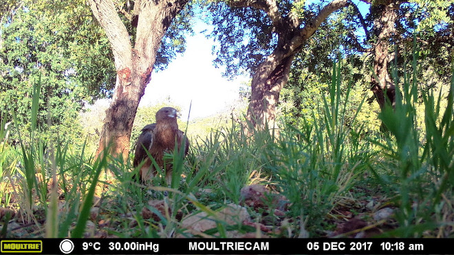 El águila de Bonelli "Grazalema" captada por foto-trampeo el pasado 5 de diciembre, ya liberada y al lado del punto donde se le aporta alimentación suplementaria.