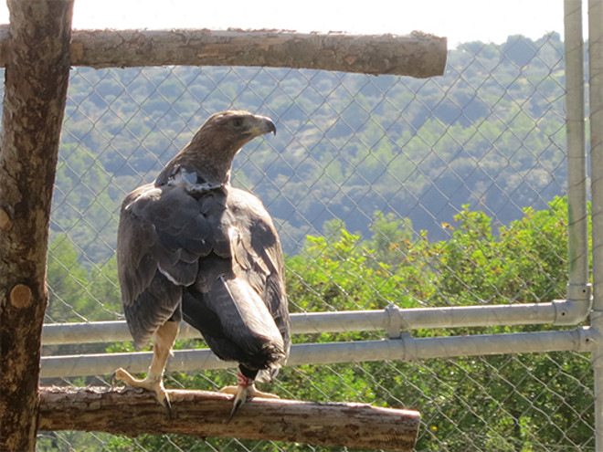 "Grazalema" reposa en la instalación de aclimatación para la especie existente en la zona de suelta de Mallorca.