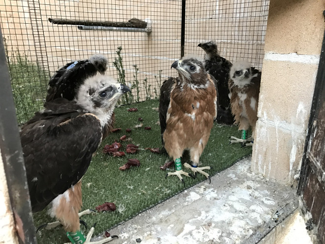 Pollos de águila de Bonelli destinados a su reintroducción en el ya concluido proyecto LIFE Bonelli.