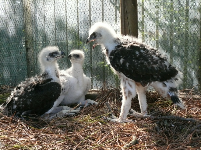 Centre de cria en captivitat de l’àguila cuabarrada a Vendée (França)