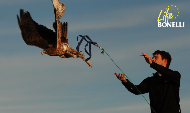 Bonelli Eagle muscle building