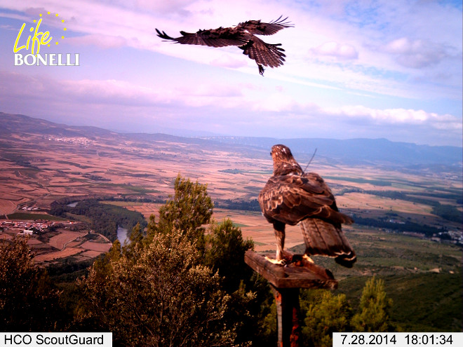 Águila de Bonelli