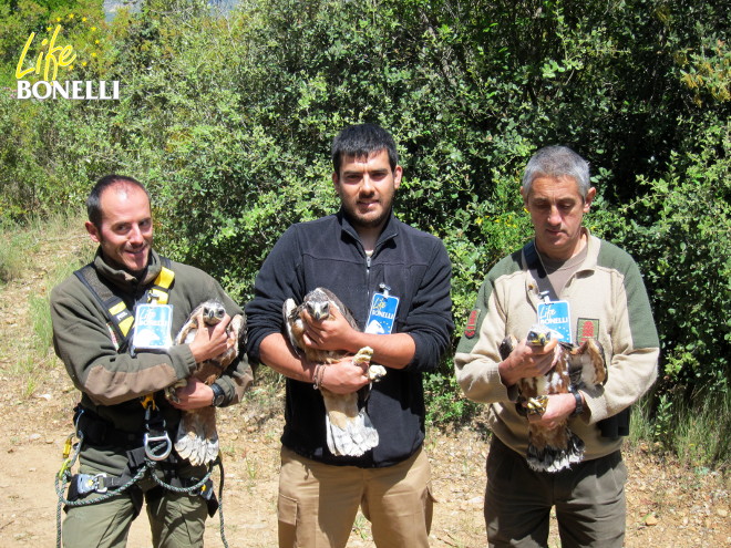 Hacking del águila de bonelli en Navarra