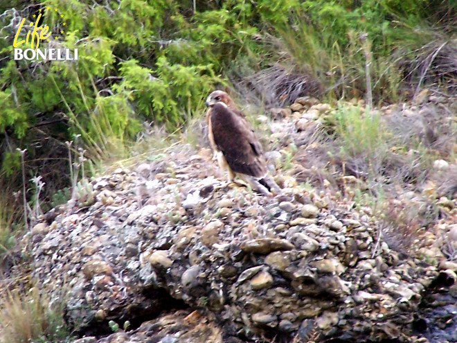 Hacking del águila de bonelli en Navarra