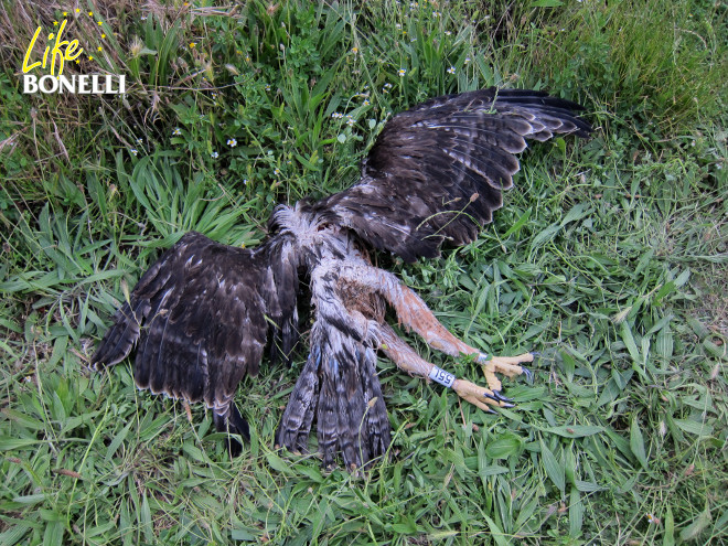 Hacking del águila de bonelli en Navarra