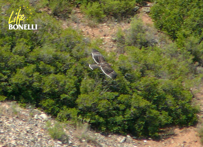 Helena, águila de bonelli