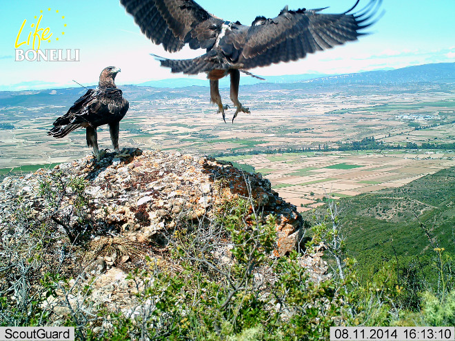 Helena y Filabres, águilas de bonelli