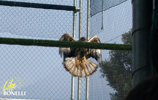  Dodiel volando a un posadero al ser introducido en la instalación de aclimatación.