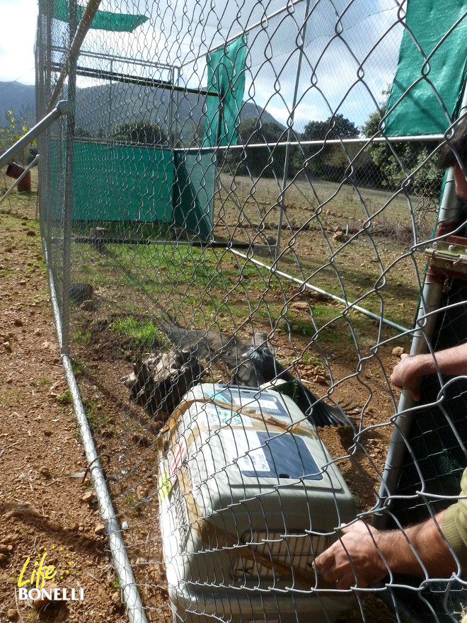 Dílar saliendo del trasportín a la instalación de aclimatación, el día 20 de noviembre.