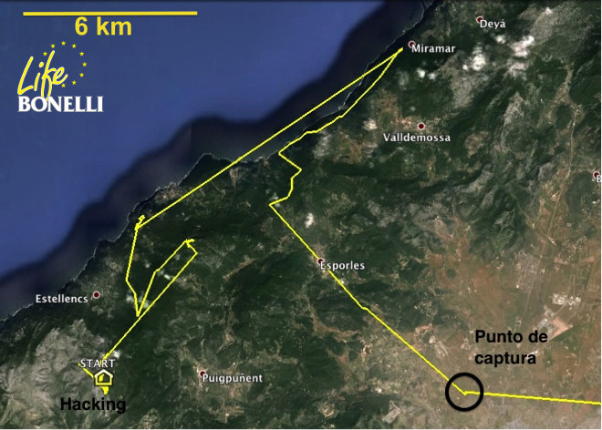 Recorrido de Dante desde su salida del valle de La Reserva donde está el hacking (el día 17 de mayo, a los cuatro días de haber salido del nido) hasta su captura en las cercanías de Palma (el día 22). En total recorrió unos 45 km en cinco días.