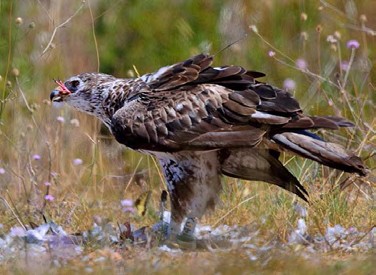 c5 seguimiento aguila bonelli alava