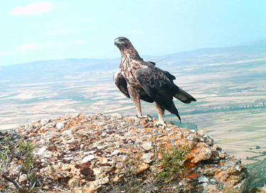 c5 seguimiento aguila bonelli alava