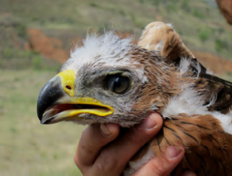 c5 seguimiento aguila bonelli alava