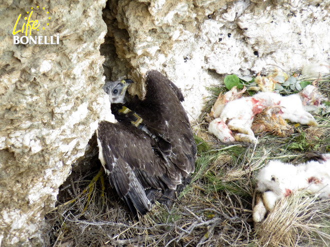 Illustration 3.  The chick from Albacete is placed in the adoption nest (7.5.2014)